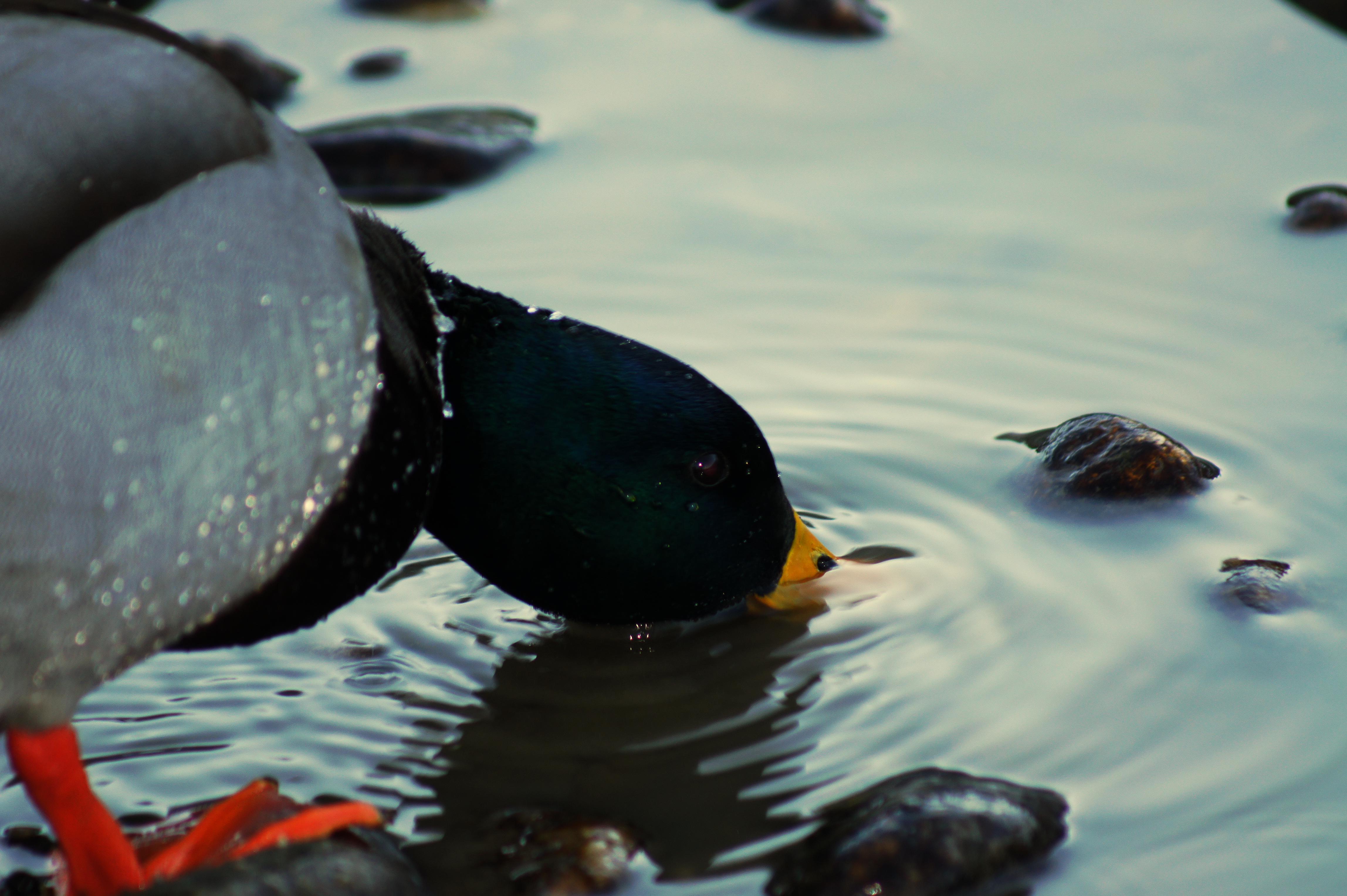 drinking duck