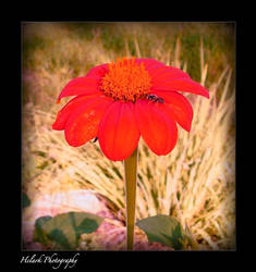 Orange Flower