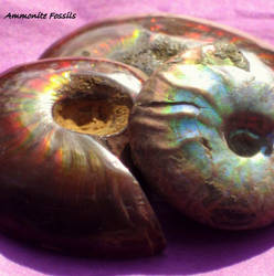 Tres Ammonites