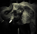 Water for elephants by XxXJaPpAnErDieXxX