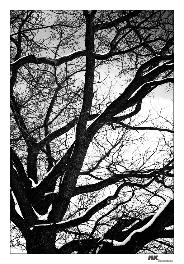 gloomy winter branches