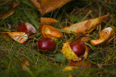 Chestnuts with autumn leaves