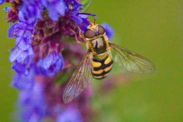 Resting hoverfly