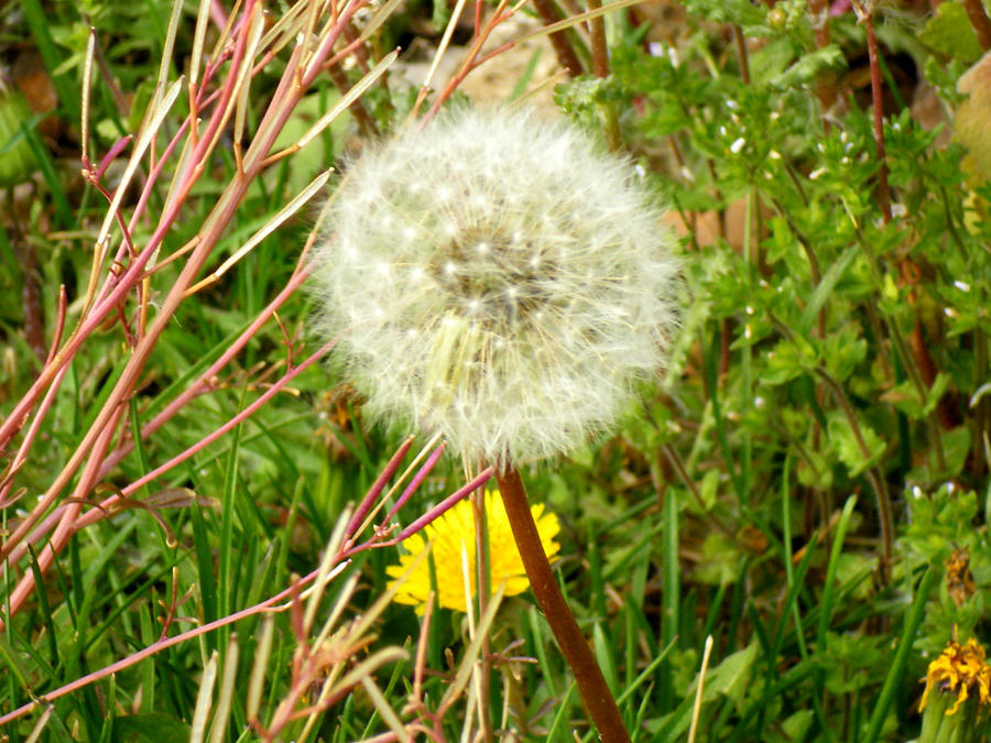 Dandelion