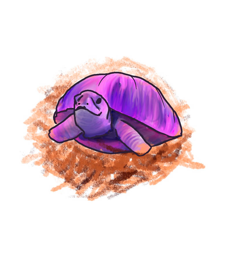 Turtle by xogirlxo78 on DeviantArt