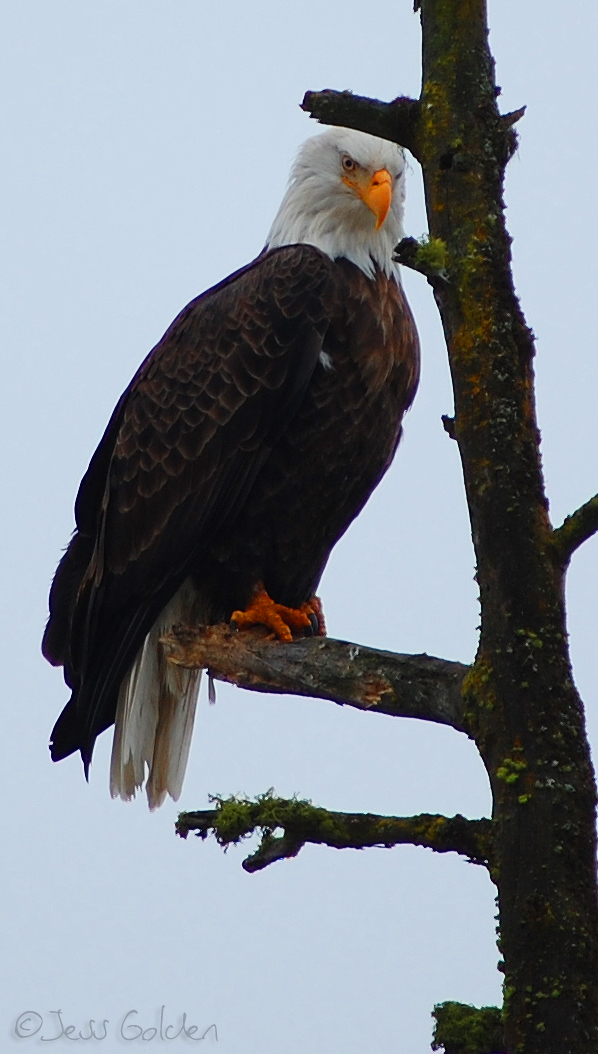 Bald Eagle