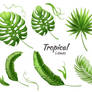 13 Green Tropical Plants Leaves Vector Material
