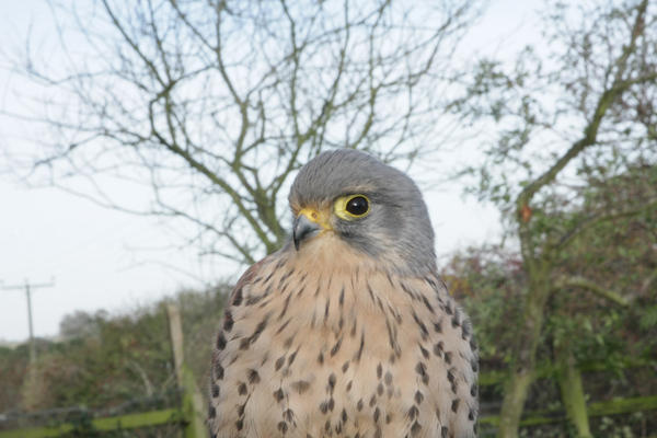 Common kestrels photography