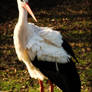 Stork