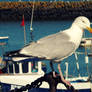 Herring Gull