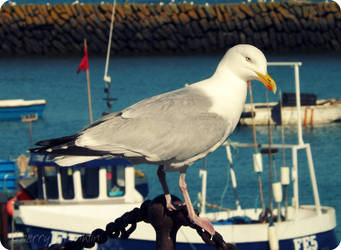 Herring Gull