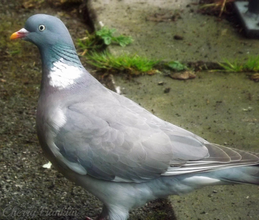 Woodpigeon