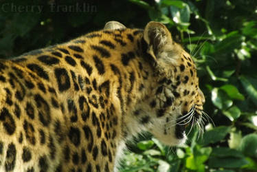 Amur Leopard