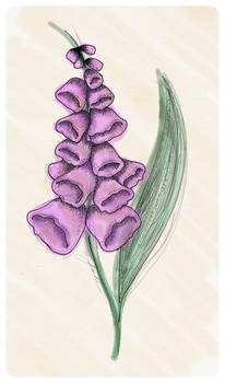 Foxglove