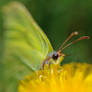 macro of a butterfly