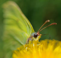 macro of a butterfly