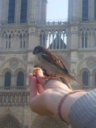 The Bird at Notre Dame