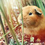 Guinea Pig