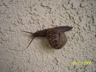 Snail :3