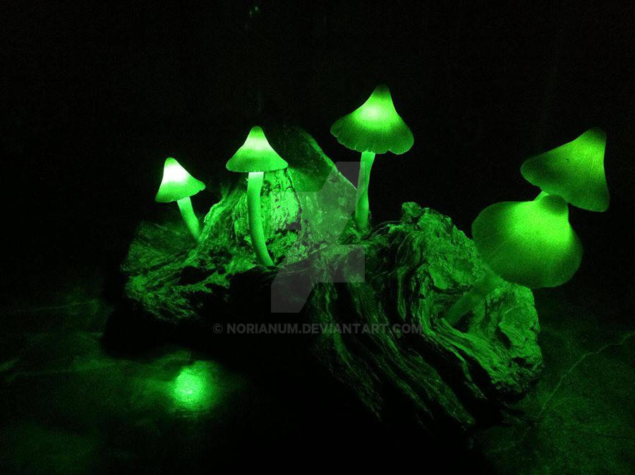 magic mushrooms by NoriAnum magic mushrooms by NoriAnum