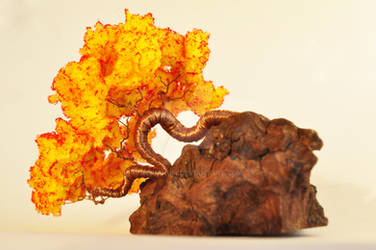 Orange Bonsai Tree by NoriAnum