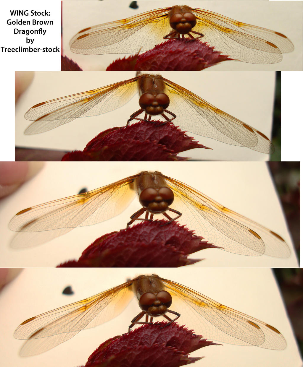 WING Stock - Dragon Fly Angles