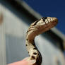 Baby Gopher Snake 03