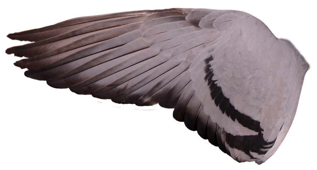 Pigeon Wing 04 By Treeclimber Stock On DeviantArt pigeon-wing-04-by-treeclimber-stock-on-deviantart