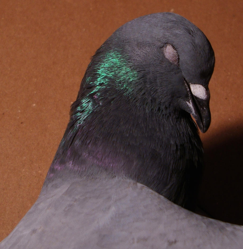 Pigeon 03