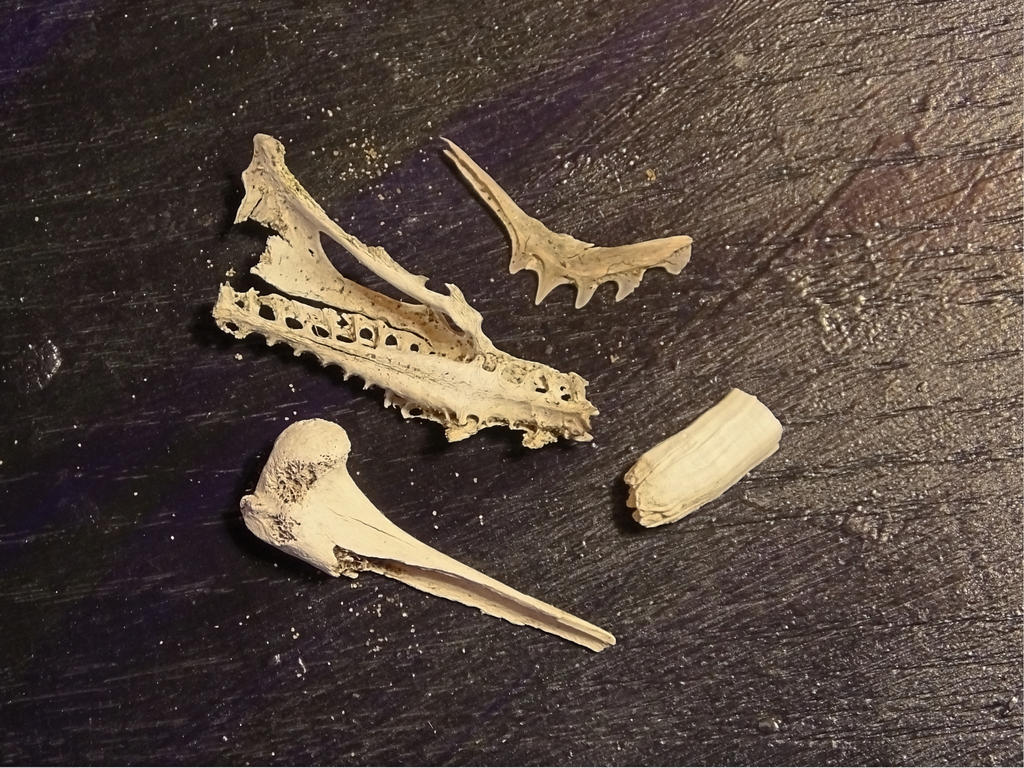 Animal Bones