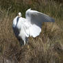 Egret Wing