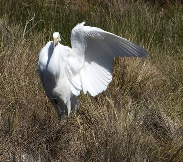 Egret Wing