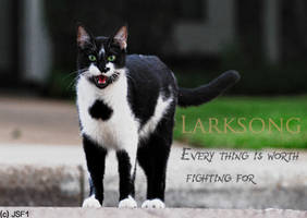 Larksong 1