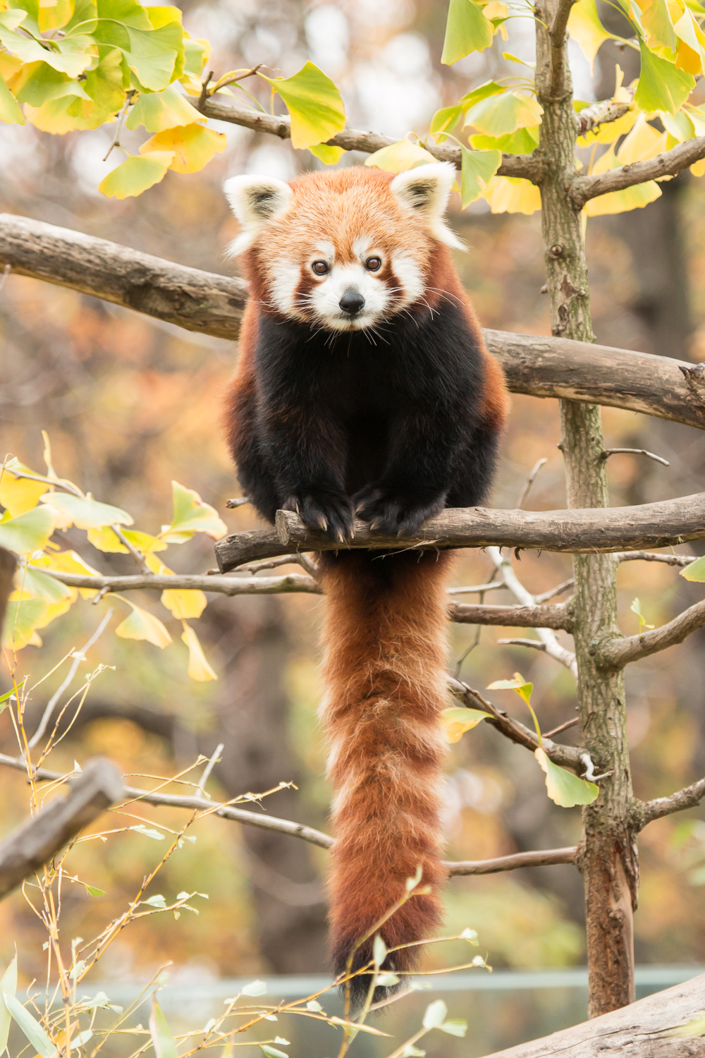 Ailurus fulgens (red panda)