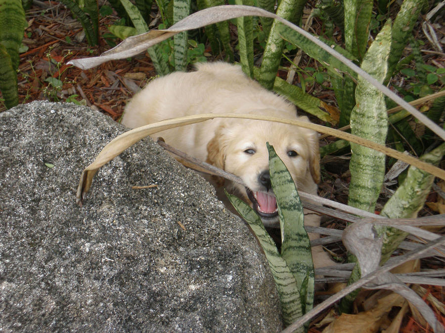 Mmm...Chewy Plant