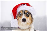 Santa's dog. by Majchy