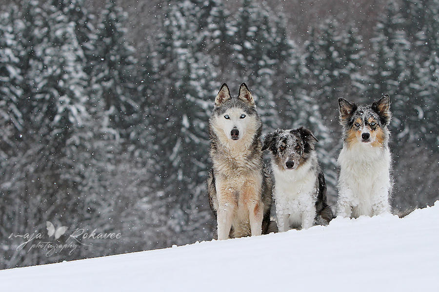 Snow dogs.