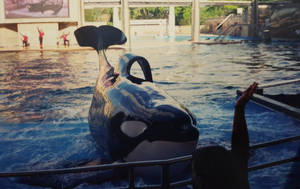 Tilikum (2002)