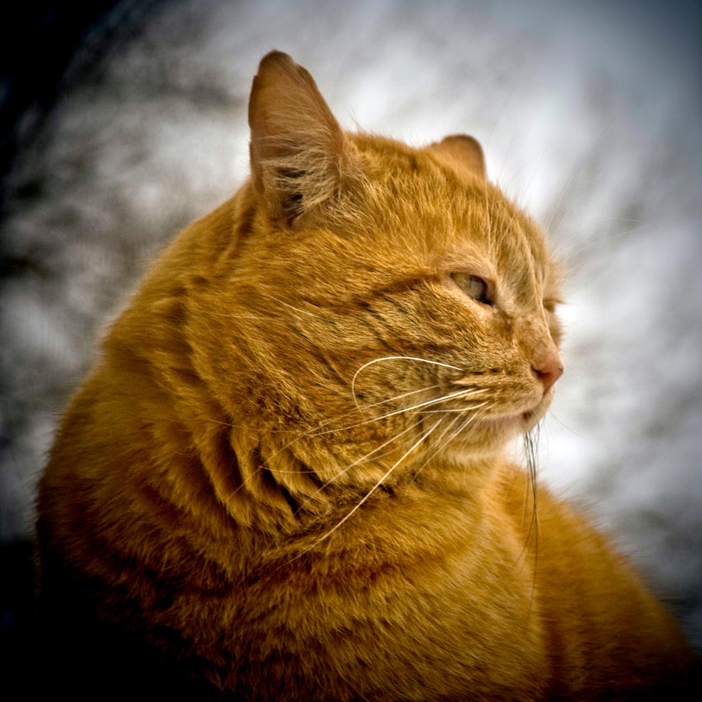 Le profil du chat roux by madlynx on DeviantArt