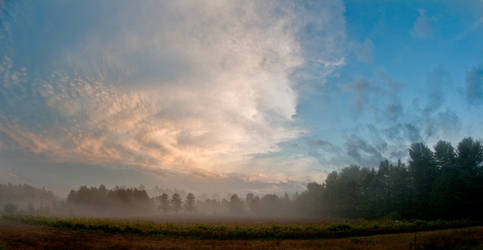 Mist on the vineyard