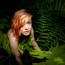 Ferns III