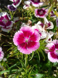 Pink flower