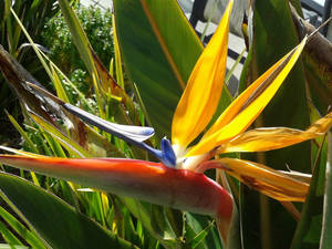 Bird of Paradise