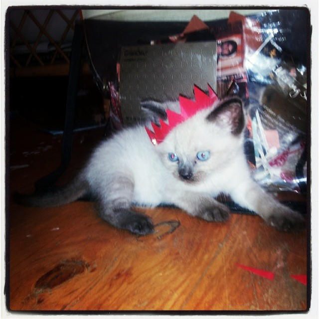 King Kitty by Fourthnightstar on DeviantArt