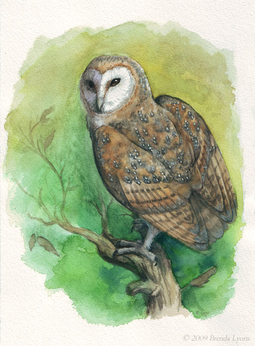 Barn Owl - Study - Revised