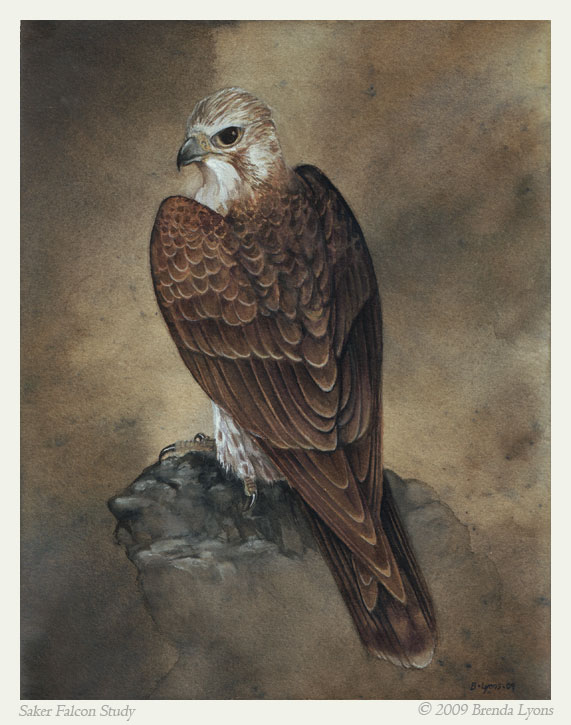 Saker Falcon - Study by windfalcon