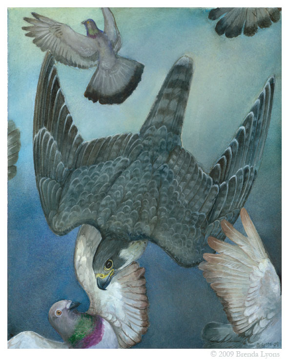Peregrine Falcon - Study by windfalcon