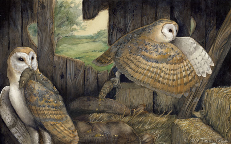 Thesis - Barn Owls