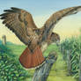 Thesis - Red-tailed Hawk
