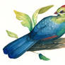 Fischer's Turaco